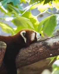 Image d'illustration de l'article : Mes extensions Firefox (mai 2022)